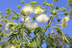 Albizia odoratissima